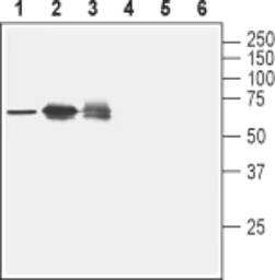 Anti-Nectin 2 antibody used in Western Blot (WB). GTX54844