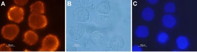 Anti-Orexin Receptor 2 antibody used in Immunocytochemistry/ Immunofluorescence (ICC/IF). GTX54848