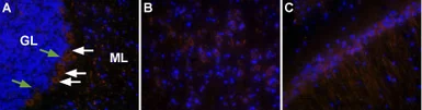 Anti-Orexin Receptor 2 antibody used in IHC (Frozen sections) (IHC-Fr). GTX54848