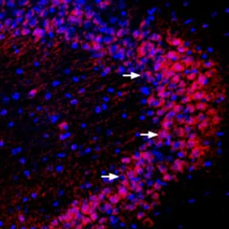 Anti-PICK1 antibody used in IHC (Frozen sections) (IHC-Fr). GTX54853