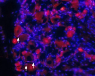Anti-TrkA antibody used in IHC (Frozen sections) (IHC-Fr). GTX54856