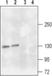 Anti-TrkA antibody used in Western Blot (WB). GTX54856
