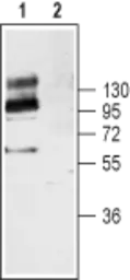 Anti-TrkB antibody used in Western Blot (WB). GTX54857