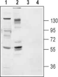 Anti-TrkB antibody used in Western Blot (WB). GTX54857