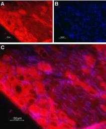 Anti-TrkC antibody used in IHC (Frozen sections) (IHC-Fr). GTX54858