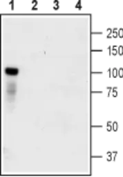 Anti-TrkC antibody used in Western Blot (WB). GTX54858