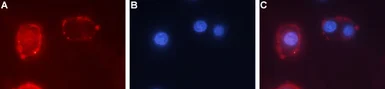 Anti-TrkC antibody used in Live cell imaging (LCI). GTX54858