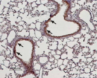Anti-TRPM4 antibody used in IHC (Paraffin sections) (IHC-P). GTX54863