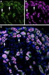 Anti-TRPM8 antibody used in IHC (Frozen sections) (IHC-Fr). GTX54866