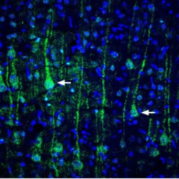 Anti-VGluT1 antibody used in IHC (Frozen sections) (IHC-Fr). GTX54870