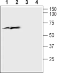 Anti-VGluT1 antibody used in Western Blot (WB). GTX54870