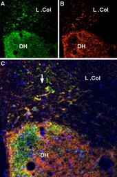Anti-VGLUT2 antibody used in IHC (Frozen sections) (IHC-Fr). GTX54871