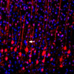 Anti-VGLUT2 antibody used in IHC (Frozen sections) (IHC-Fr). GTX54871