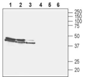 Anti-VGLUT2 antibody used in Western Blot (WB). GTX54871