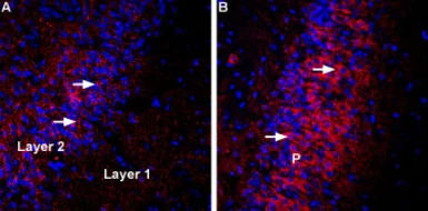 Anti-vGluT3 antibody used in IHC (Frozen sections) (IHC-Fr). GTX54872