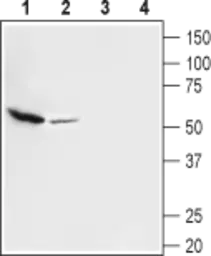 Anti-vGluT3 antibody used in Western Blot (WB). GTX54872