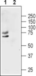 Anti-Kv1.1 antibody used in Western Blot (WB). GTX54875