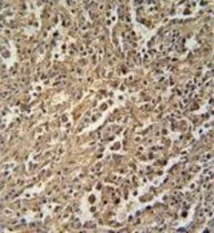 Anti-ENGase antibody used in IHC (Paraffin sections) (IHC-P). GTX54877