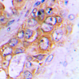 Anti-ABCB10 antibody used in IHC (Paraffin sections) (IHC-P). GTX54895