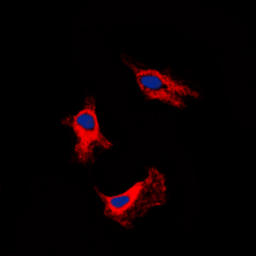 Anti-Adenosine A2b Receptor antibody used in Immunocytochemistry/ Immunofluorescence (ICC/IF). GTX54903