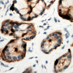 Anti-Adenosine A2b Receptor antibody used in IHC (Paraffin sections) (IHC-P). GTX54903