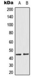 Anti-MEK1/2 (phospho Ser218/Ser222) antibody used in Western Blot (WB). GTX54968