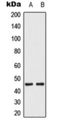 Anti-MEK1/2 (phospho Ser222/Ser226) antibody used in Western Blot (WB). GTX54969