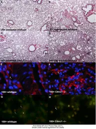 Anti-SMAD2 (phospho Ser467) antibody used in IHC (Frozen sections) (IHC-Fr). GTX54987