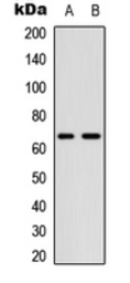 Anti-CDC25B (phospho Ser323) antibody used in Western Blot (WB). GTX55005