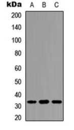Anti-DARPP-32 (phospho Thr34) antibody used in Western Blot (WB). GTX55025