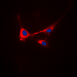 Anti-Stathmin 1 (phospho Ser25) antibody used in Immunocytochemistry/ Immunofluorescence (ICC/IF). GTX55035