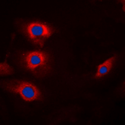 Anti-Cyclin B1 (phospho Ser147) antibody used in Immunocytochemistry/ Immunofluorescence (ICC/IF). GTX55051
