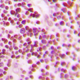Anti-CDC25A (phospho Ser76) antibody used in IHC (Paraffin sections) (IHC-P). GTX55131