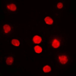 Anti-DBF4 antibody used in Immunocytochemistry/ Immunofluorescence (ICC/IF). GTX55192