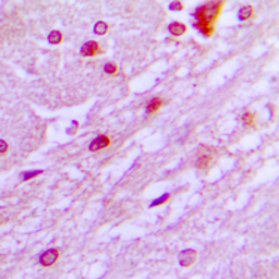 Anti-DBF4 antibody used in IHC (Paraffin sections) (IHC-P). GTX55192
