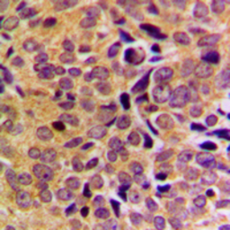 Anti-GAS8 antibody used in IHC (Paraffin sections) (IHC-P). GTX55223