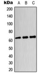 Anti-CRMP3 antibody used in Western Blot (WB). GTX55228