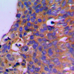 Anti-CEP41 antibody used in IHC (Paraffin sections) (IHC-P). GTX55235