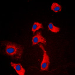 Anti-GPR116 antibody used in Immunocytochemistry/ Immunofluorescence (ICC/IF). GTX55241