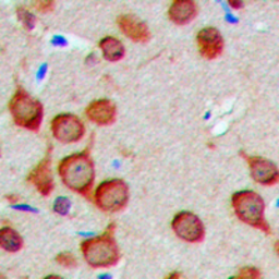Anti-TUSC2 antibody used in IHC (Paraffin sections) (IHC-P). GTX55285