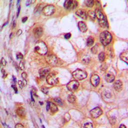 Anti-CDKL1 antibody used in IHC (Paraffin sections) (IHC-P). GTX55287