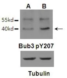 Anti-BUB3 (phospho Tyr207) antibody used in Western Blot (WB). GTX55298