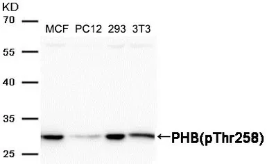 Anti-Prohibitin (phospho Thr258) antibody used in Western Blot (WB). GTX55299