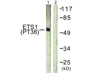 Anti-ETS1 (phospho Thr38) antibody used in Western Blot (WB). GTX55307