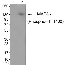 Anti-MAP3K1 (phospho Thr1400) antibody used in Western Blot (WB). GTX55333
