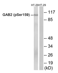 Anti-GAB2 (phospho Ser159) antibody used in Western Blot (WB). GTX55342
