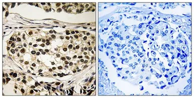 Anti-Cyclin C (phospho Ser275) antibody used in IHC (Paraffin sections) (IHC-P). GTX55357