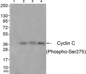 Anti-Cyclin C (phospho Ser275) antibody used in Western Blot (WB). GTX55357