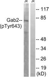 Anti-GAB2 (phospho Tyr643) antibody used in Western Blot (WB). GTX55361