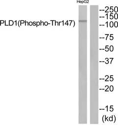 Anti-PLD1 (phospho Thr147) antibody used in Western Blot (WB). GTX55372
